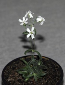 A Sylene stenophylla grown using 30,000 year old tissue