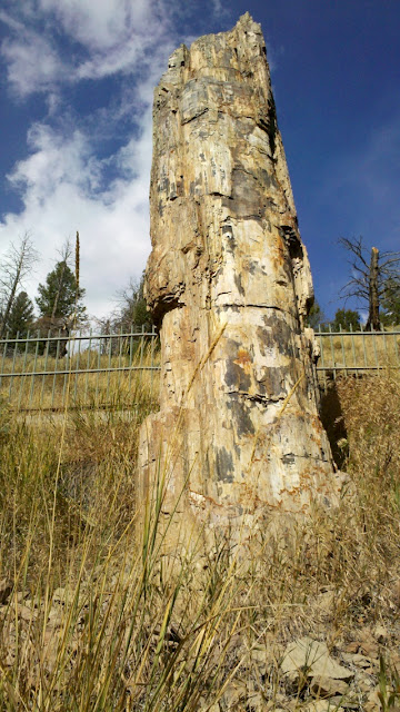 A standing petrified redwood