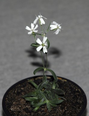 A Sylene stenophylia grown using 30,000 year old tissue.